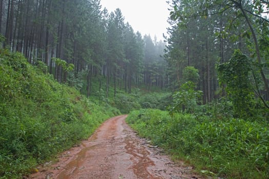 A wet road in the Magoebaskloof rainforest. South Africa