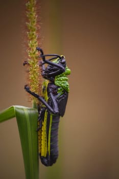 Nymph of Toxic Milkweed Grasshopper (Phymateus morbillosus) isolated on a grass stalk