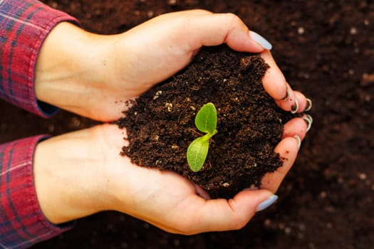 Woman's hands holding young green seedling in soil, closeup.