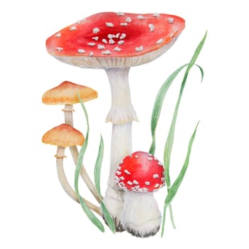Red fly agaric, Galerina marginata and green grass. Watercolor hand drawn realistic botanical illustration with Amanita muscaria, poisonius mushrooms. Forest clip art for eco goods, cards, posters, natural herbal medicine, books