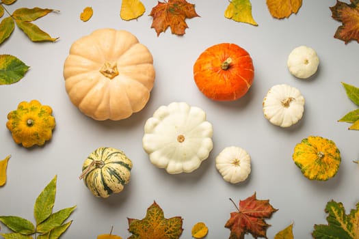 Thanksgiving or fall festive composition with different assorted pumpkins and autumn yellow leaves on light gray background top view..