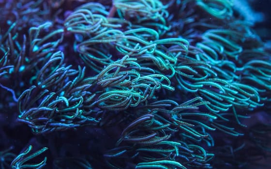 Underwater photo - coral with tentacles emitting blue under UV light, beautiful abstract marine organic background.