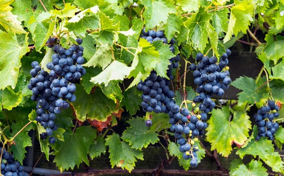 Clusters of ripe purple grapes hanging from a lush vineyard backdrop. Perfect for themes of agriculture, freshness, and harvest in a natural setting