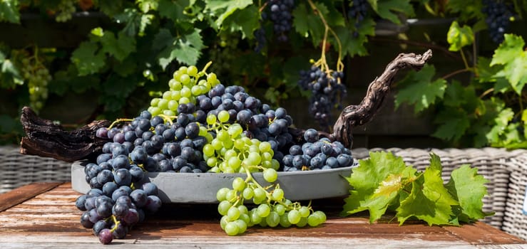 decoration of bunches blue and white grapes on a scale with grape branches and leaves and the grape plant as background