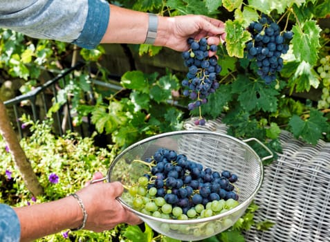 woman engaged in the harvesting and cutting of bunches of blue grapes for the purpose of making grape juice or red wine
