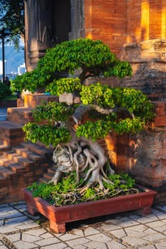 bonsai tree in a pot in a garden on a pagoda in Vietnam in Asia in the summer outside