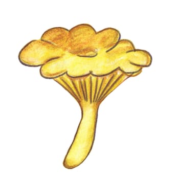 Watercolor chanterelle mushrooms, raster illustration. Hand-painted, food illustration. Gourmet from the wild forest
