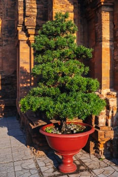 cypress bonsai tree in a pot in a garden on a pagoda in Vietnam in Asia in the summer outside
