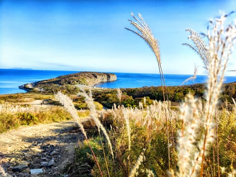 Tall grass sways gently in the breeze overlooking a tranquil coastline and calm blue water.