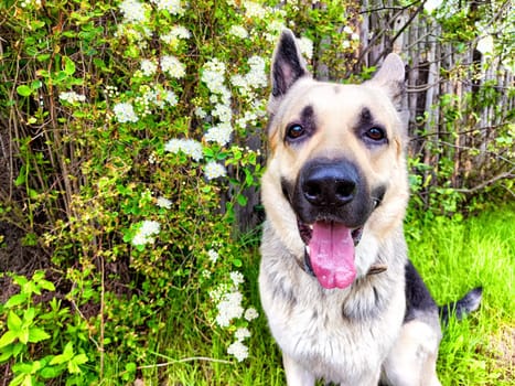 Dog German Shepherd near white flower in summer day. Russian eastern European dog veo