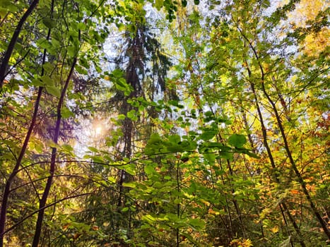 Golden sunlight streams through the canopy, illuminating vibrant leaves in a serene autumn forest.