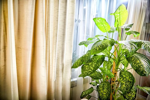 Dieffenbachia plant in a pot on stool by window. Retro interior in light colors. Background with green leaves and fabric. Place for text and copy space