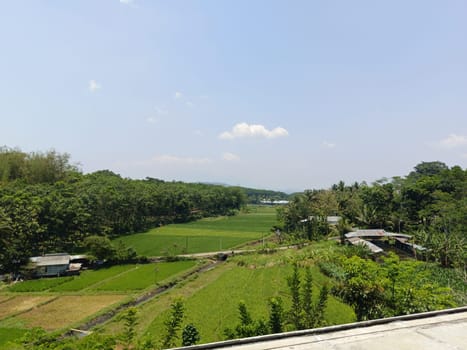A field of rice with a river running through it. The river is green and the rice is brown