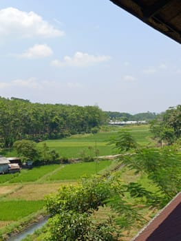 A field of rice with a river running through it. The river is green and the rice is brown