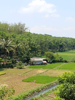 A field of rice with a river running through it. The river is green and the rice is brown