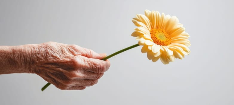Wrinkled hand of elderly woman is holding a yellow gerbera flower on a gray background