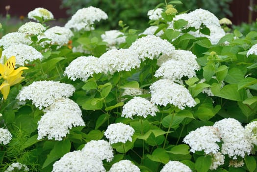 Bush of white abundantly blooming hydrangea in garden