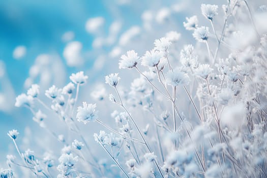 Delicate blue flowers covered with frost. Night frosts. Early winter. High quality photo