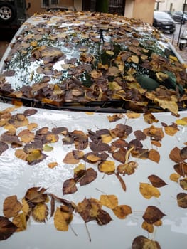 Cremona, Lombardy, Italy October 15th 2024 A white car parked on a street covered in autumn leaves after rain, creating a vibrant scene with orange, yellow, and brown colors
