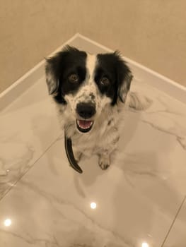 black and white dog portrait animal nature pet breed 17 August 2024 Tbilisi Georgia. High quality photo