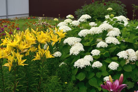 Bush of white abundantly blooming hydrangea in garden