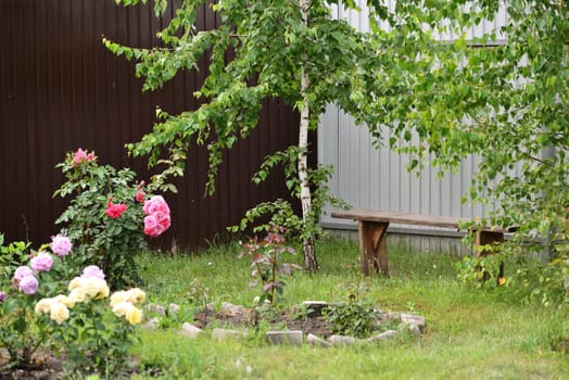 A fragment of a courtyard with roses, trees and bench
