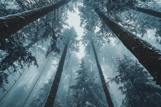 Bottom up view of tree tops in winter forest. High quality photo