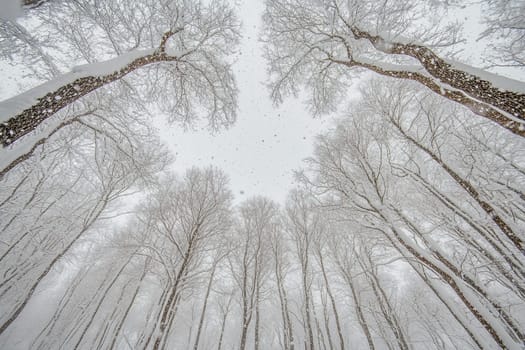 Bottom up view of tree tops in winter forest. High quality photo