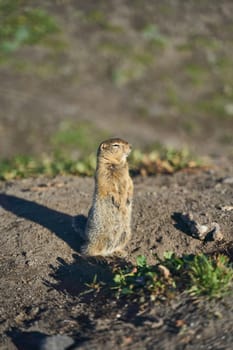A curious little squirrel stands upright on its hind legs, intently observing its vibrant and lively habitat