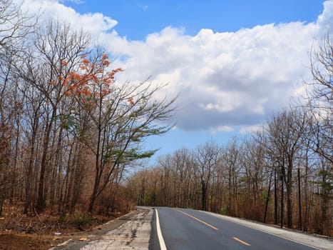 A winding asphalt road curves through a sparse forest with bare trees under a clear blue sky near National Park Baluran