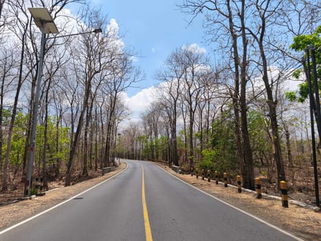 A winding asphalt road curves through a sparse forest with bare trees under a clear blue sky near National Park Baluran
