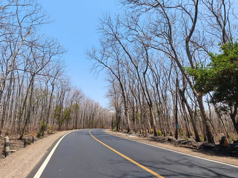 A winding asphalt road curves through a sparse forest with bare trees under a clear blue sky near National Park Baluran