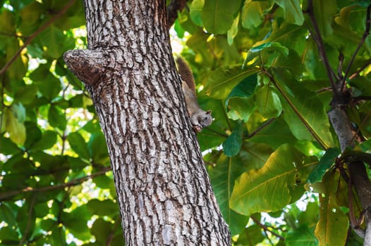 Vietnamese squirrel eats a nut on a tree in a park in summer in Asia in Vietnam
