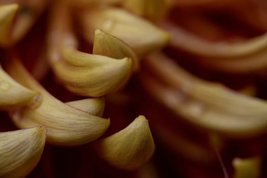 A detailed macro shot capturing the elegant spiral pattern of vibrant yellow flower petals, highlighting the intricate textures and natural beauty of the bloom