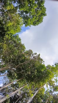 A forest with many trees and a few bushes. The trees are tall and green. The forest is full of life and is a peaceful place to be