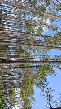 A forest with many trees and a few bushes. The trees are tall and green. The forest is full of life and is a peaceful place to be