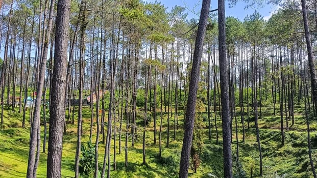 A forest with many trees and a few bushes. The trees are tall and green. The forest is full of life and is a peaceful place to be