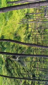 A forest with many trees and a few bushes. The trees are tall and green. The forest is full of life and is a peaceful place to be