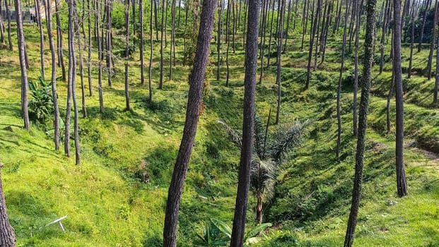 A forest with many trees and a few bushes. The trees are tall and green. The forest is full of life and is a peaceful place to be