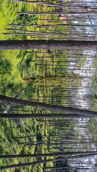 A forest with many trees and a few bushes. The trees are tall and green. The forest is full of life and is a peaceful place to be