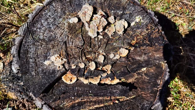 A weathered tree stump displays intricate patterns of fungi growing on its surface, highlighting the beauty of nature\'s decay.