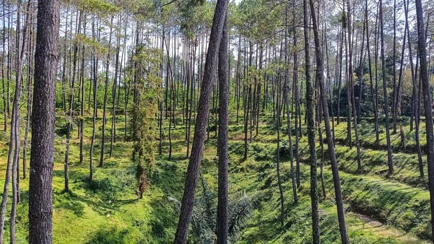 A forest with many trees and a few bushes. The trees are tall and green. The forest is full of life and is a peaceful place to be