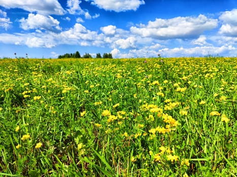 The bright green field stretches far beneath vibrant blue sky filled with fluffy white clouds on a sunny day