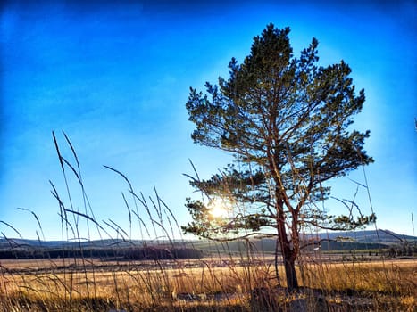 Sunlight shines behind a pine tree on a grassy field at dusk, creating a serene and tranquil atmosphere.