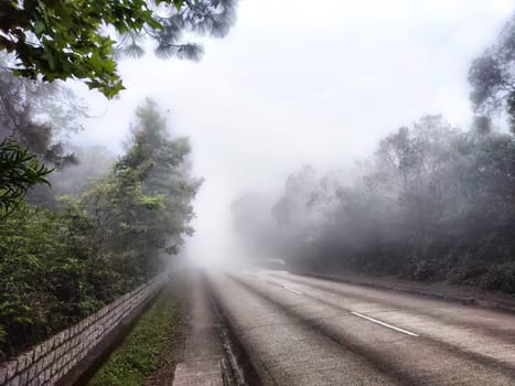 Fog envelops a serene road, creating an atmospheric landscape with vibrant vegetation on either side in the morning light.