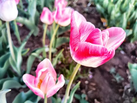 Bright pink tulips with white edges stand proudly in a lush garden, symbolizing spring\'s arrival and highlighting nature\'s elegance.