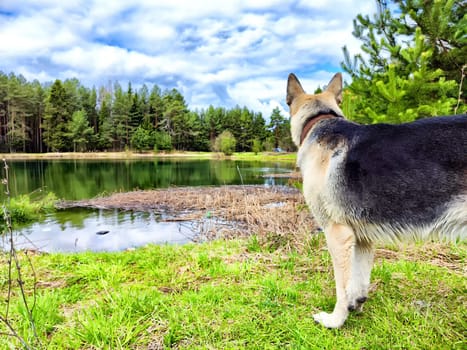 Dog German Shepherd near water lake or river. Russian eastern European dog veo in spring