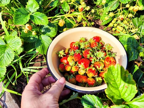 A hand holds bowl full of red, ripe strawberries freshly picked from a strawberry patch