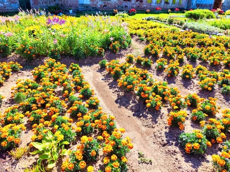 A vibrant garden showcases blooming marigolds and lilies in a sunny setting.