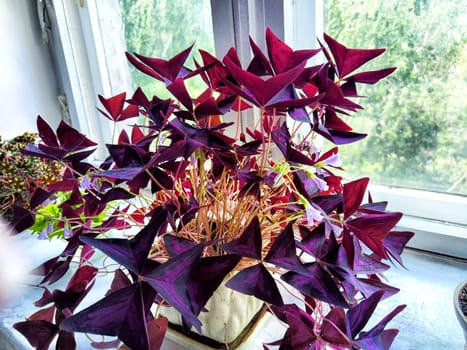 A lush, colorful sour plant flourishes in sunlight on bright windowsill alongside fresh green herbs